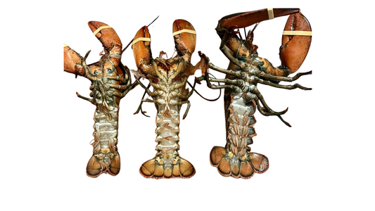 Lobster lying on their backs