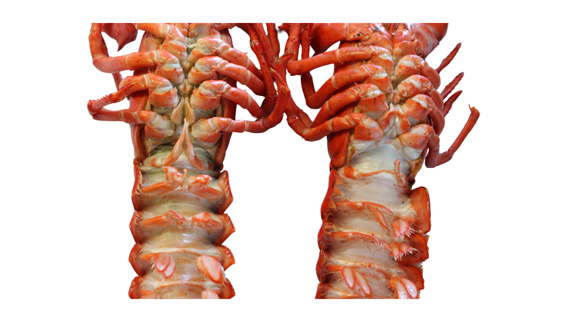 How to Tell If a Lobster is Male or Female? Expert Tips & Tricks