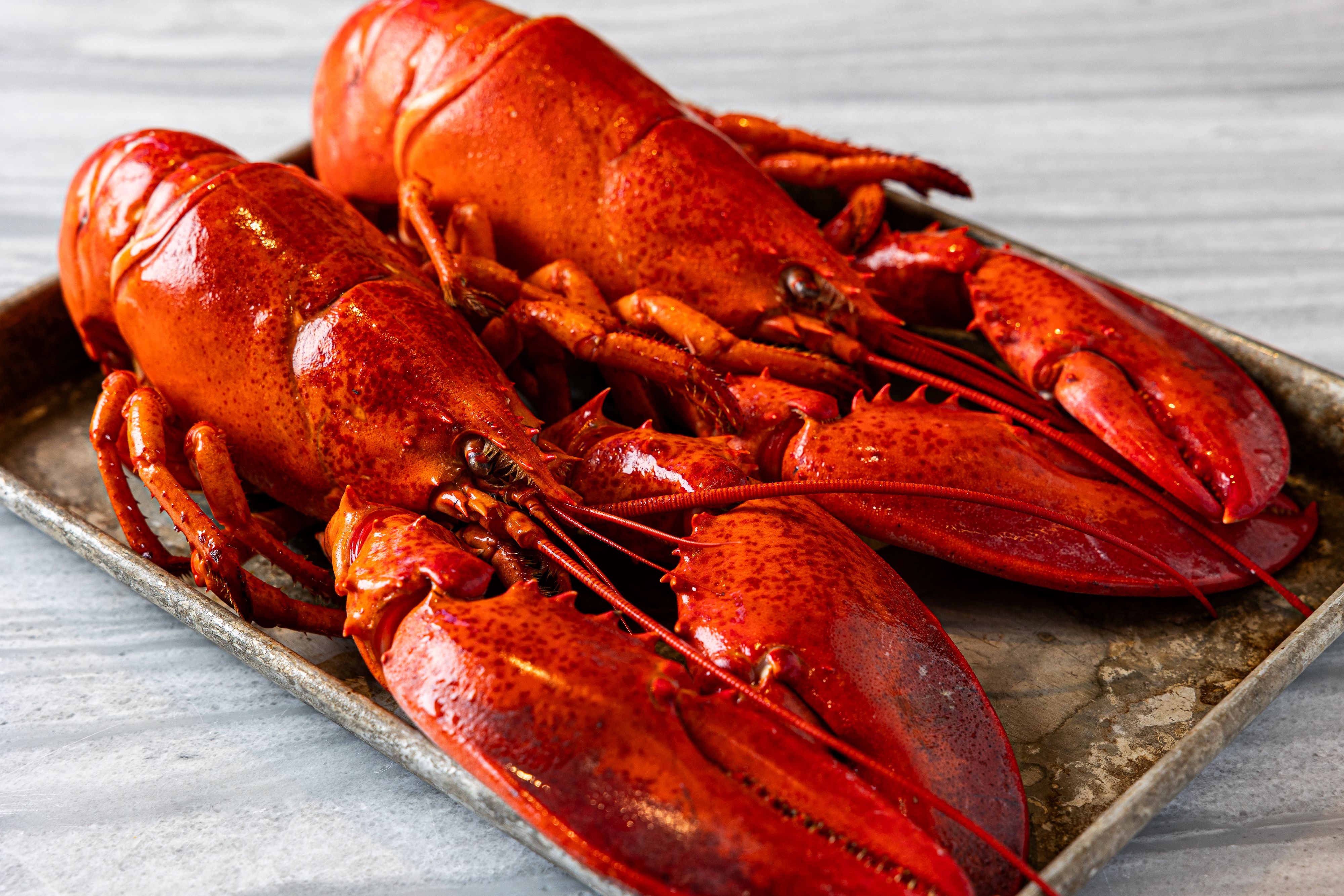Labstors Buy Live Maine Lobster Online - Live Maine Lobster Delivery