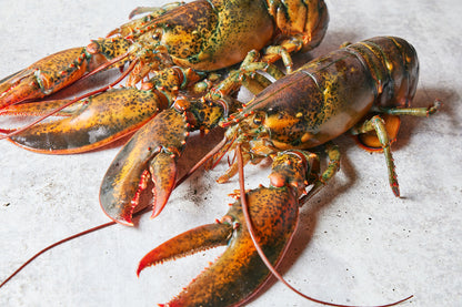 Live Gulf of Maine Lobsters